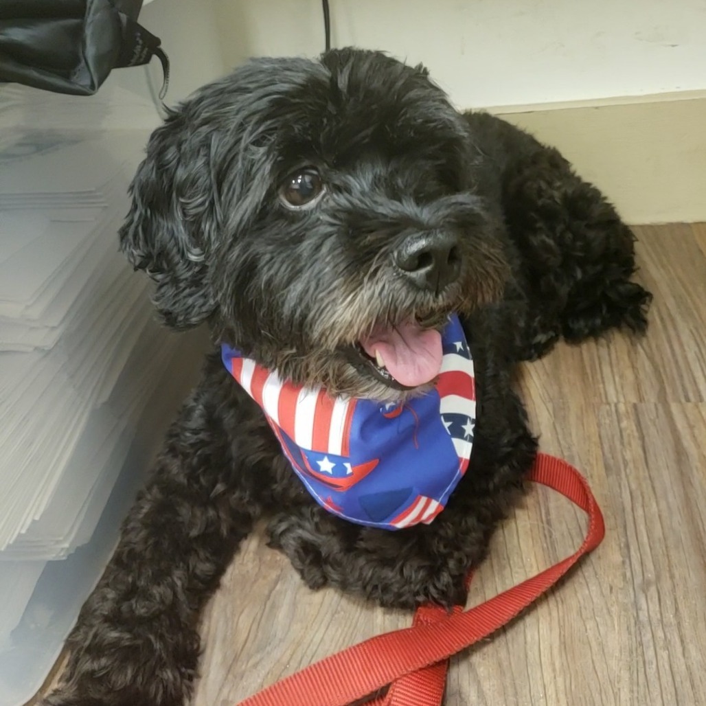 Ruby 0689, an adoptable Cockapoo in LOXAHATCHEE, FL, 33470 | Photo Image 6