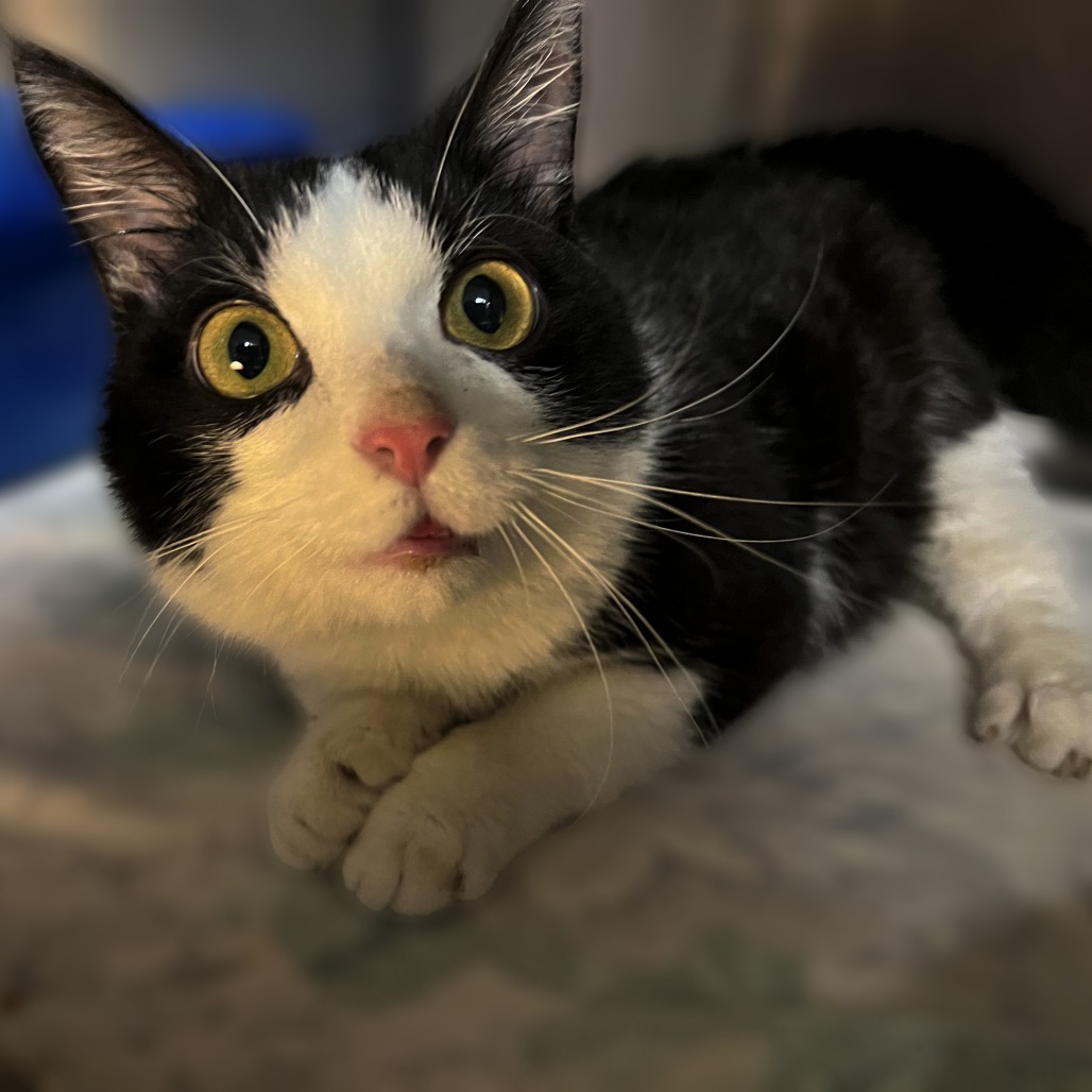 Sue, an adoptable Munchkin in Springfield, IL, 62702 | Photo Image 1