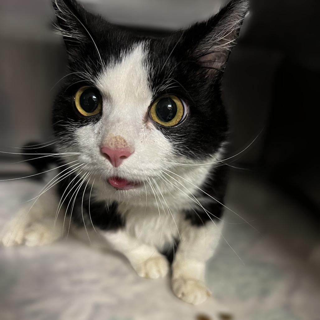 Sue, an adoptable Munchkin in Springfield, IL, 62702 | Photo Image 4