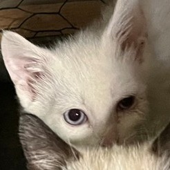 Charlotte & Babies - Jane (Austen)