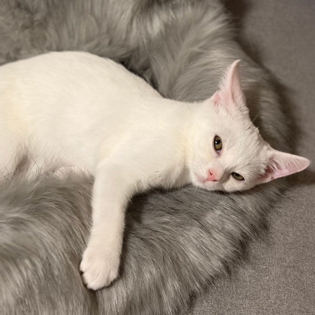 Charlotte & Babies - Jane (Austen)