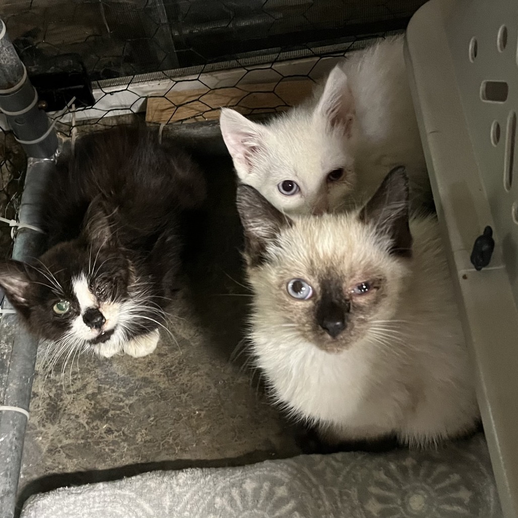 Charlotte & Babies - Jane (Austen)