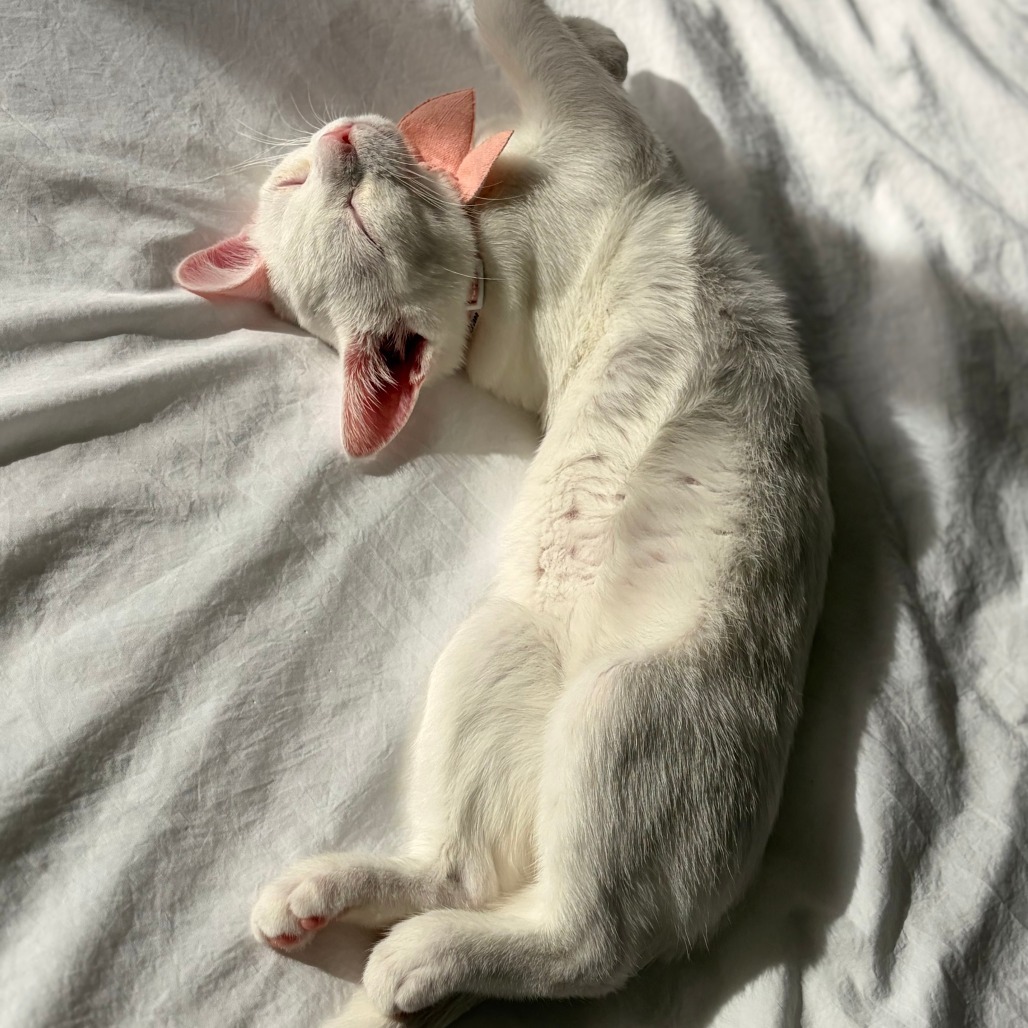 Charlotte & Babies - Jane (Austen)