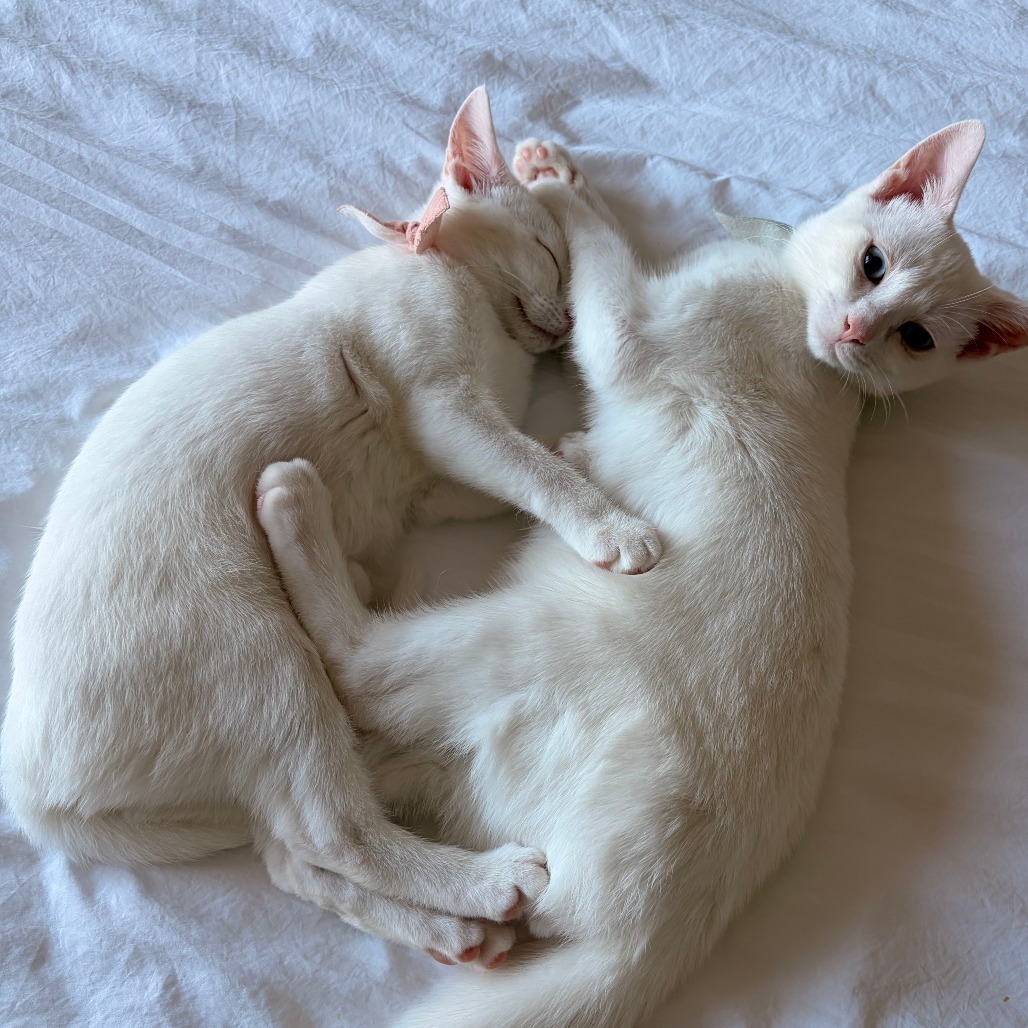 Charlotte & Babies - Jane (Austen)