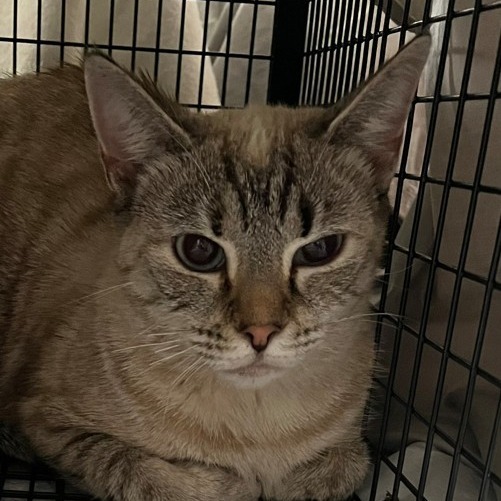 Charlotte & Babies - Charlotte (Bronte)