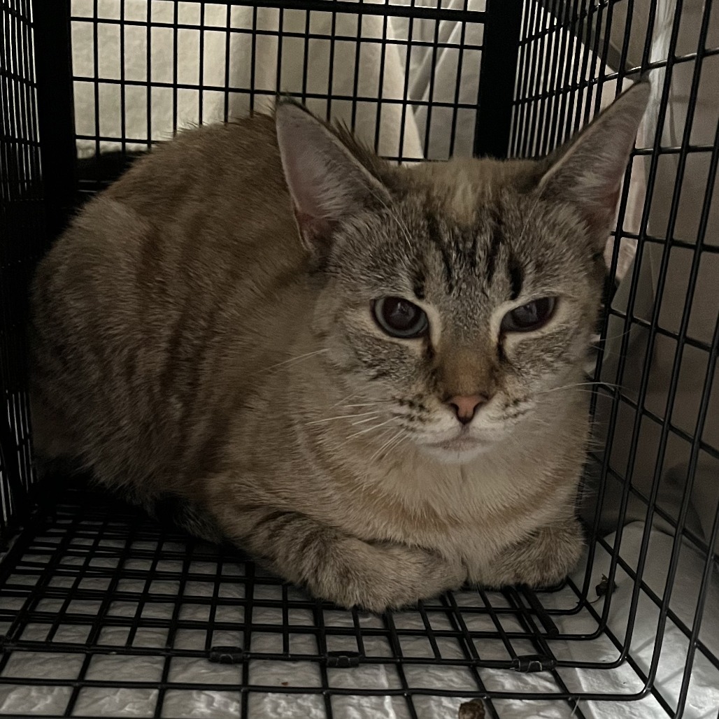 Charlotte & Babies - Charlotte (Bronte)