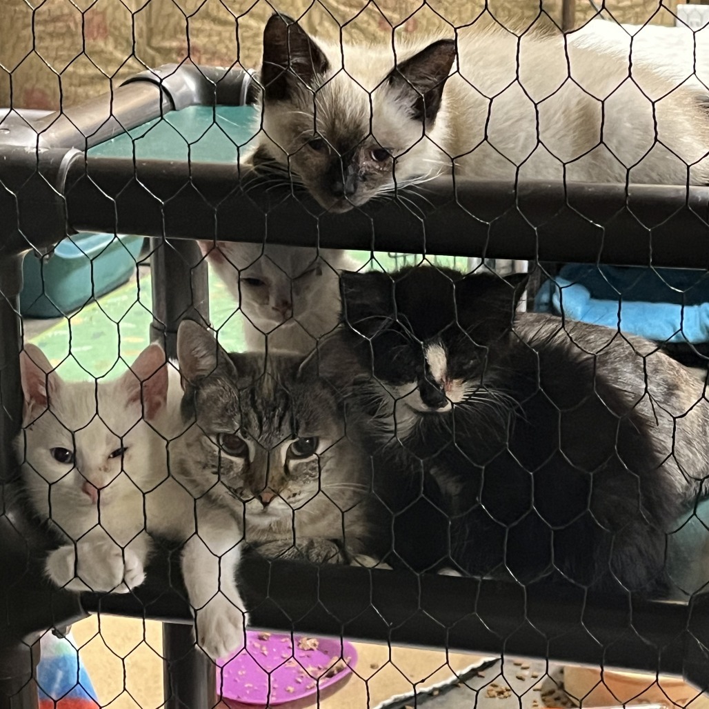 Charlotte & Babies - Charlotte (Bronte)