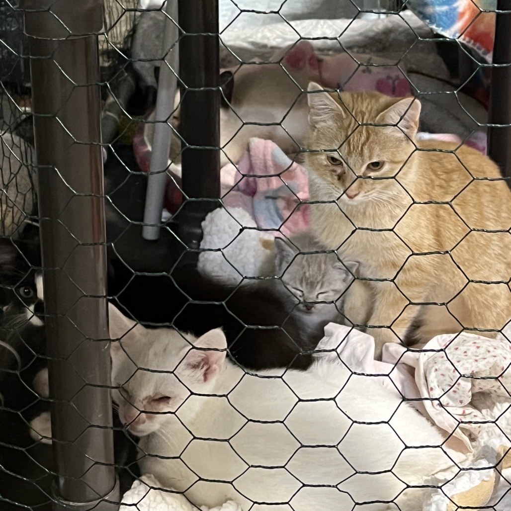 Charlotte & Babies - Ernest (Hemingway)