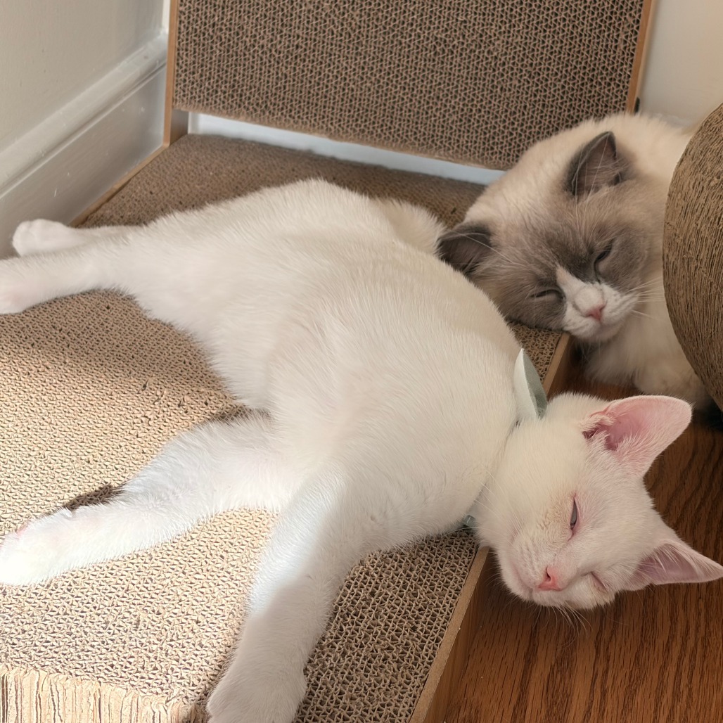 Charlotte & Babies - Ernest (Hemingway)