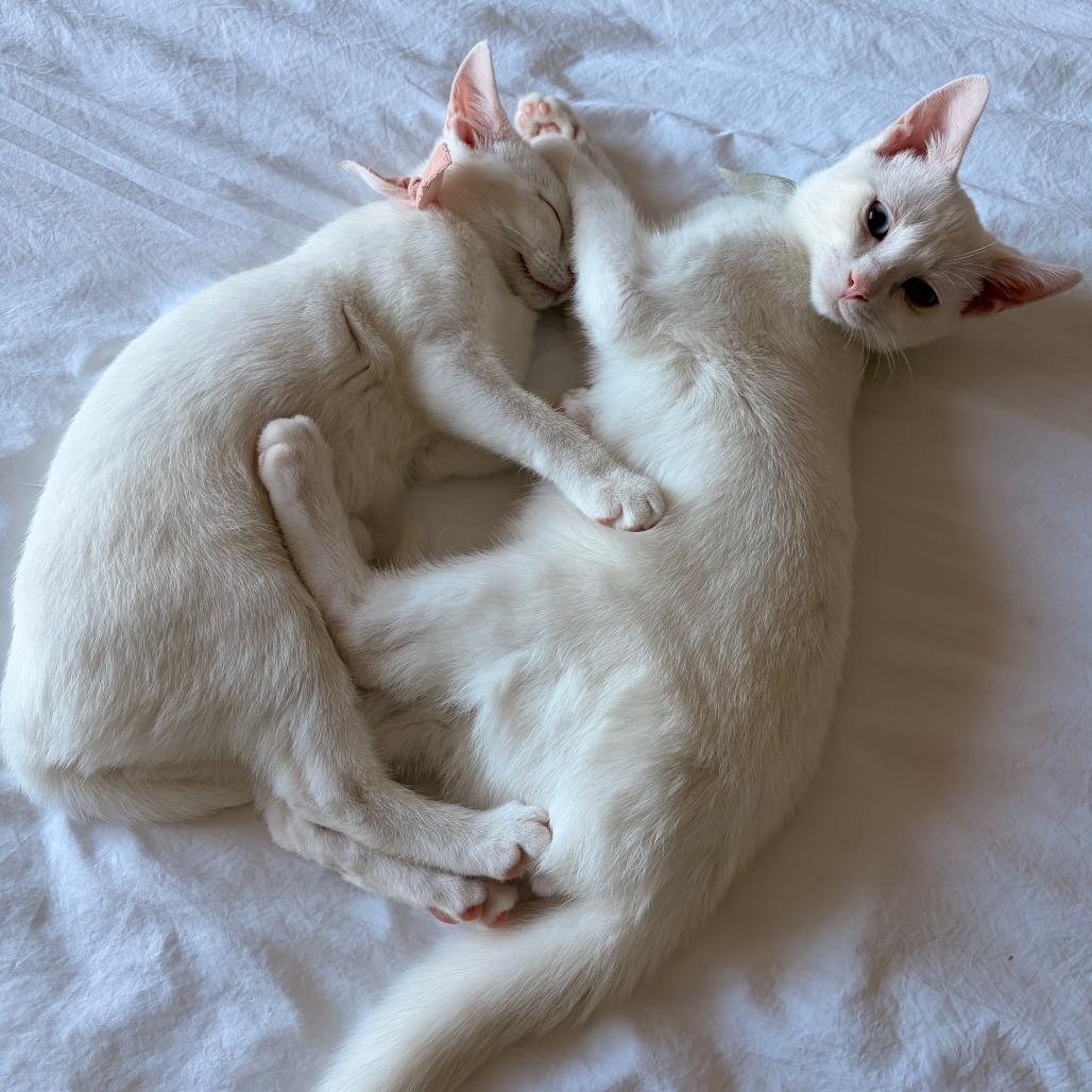 Charlotte & Babies - Ernest (Hemingway)