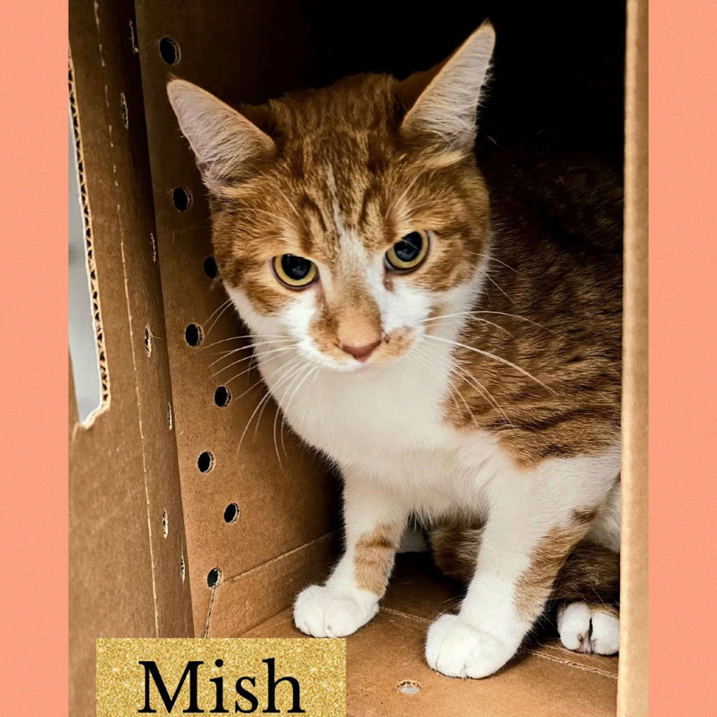 Mish