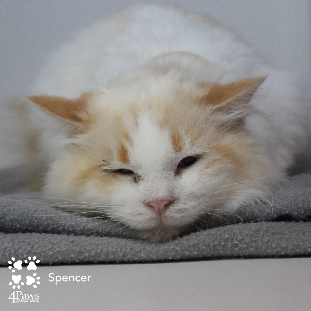 Spencer Tarkitty
