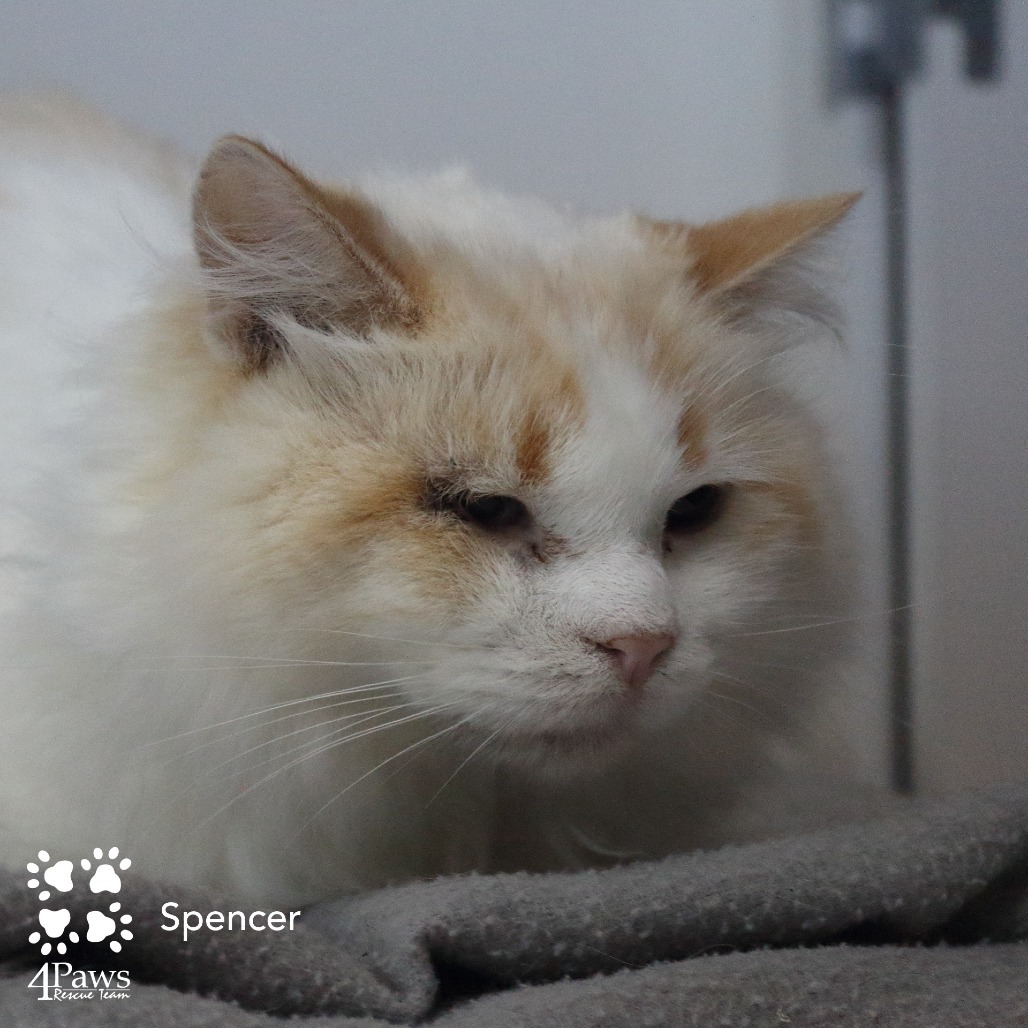 Spencer Tarkitty