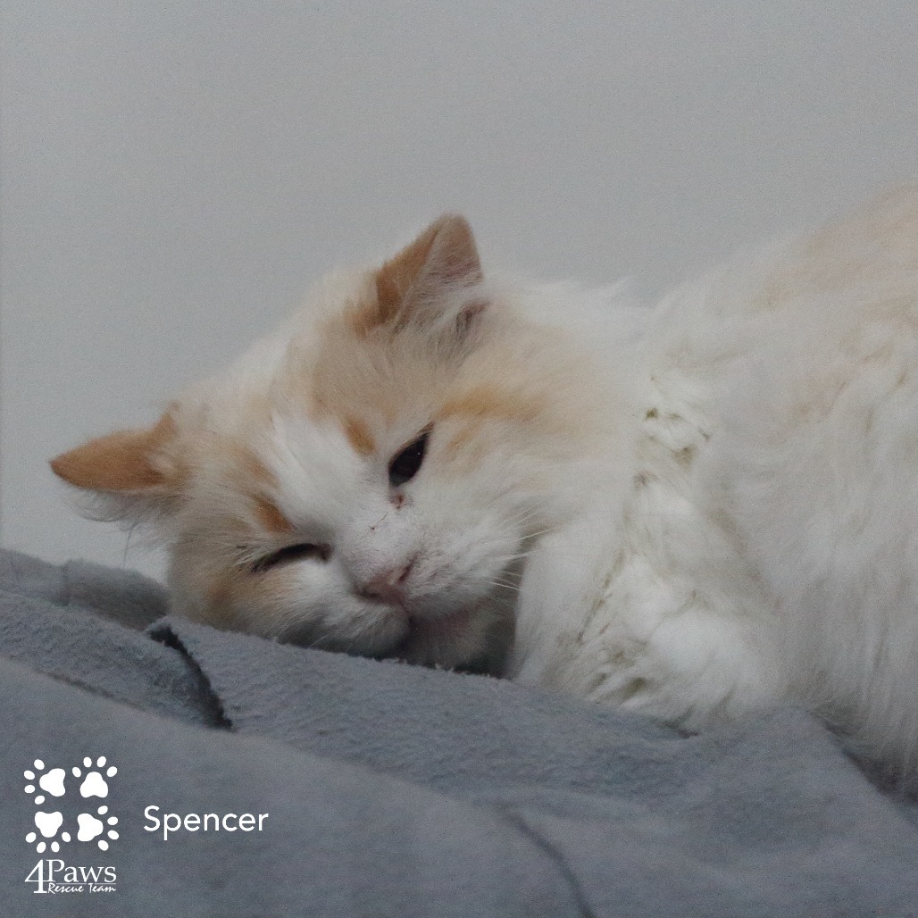 Spencer Tarkitty