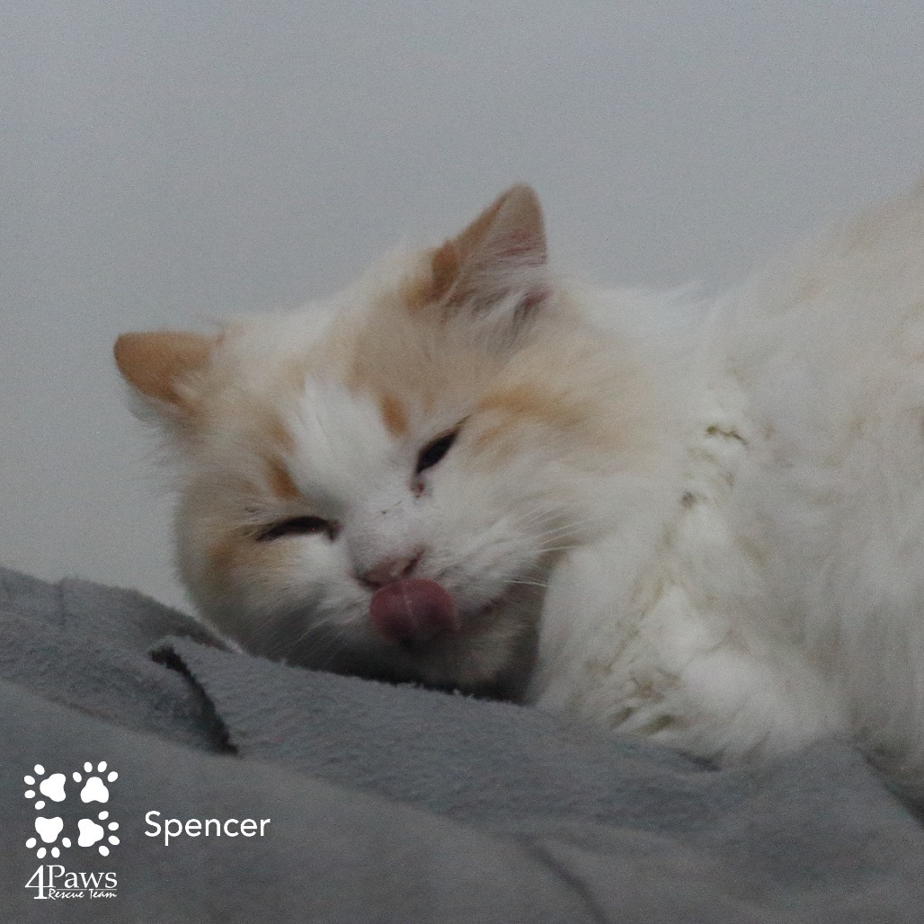 Spencer Tarkitty