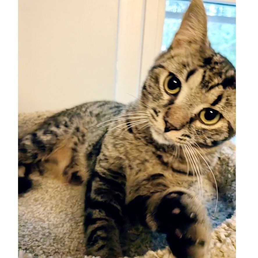 Elvis Tarkitty