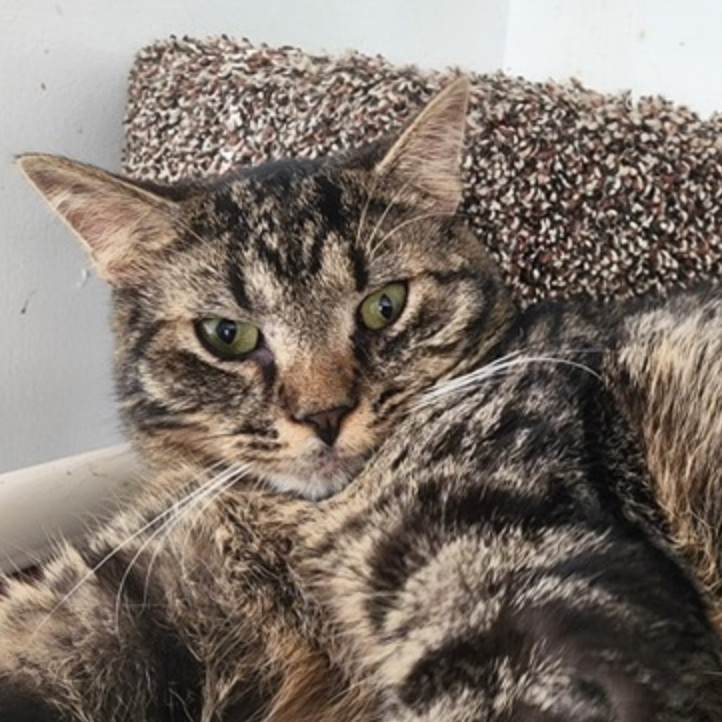 Elvis Tarkitty