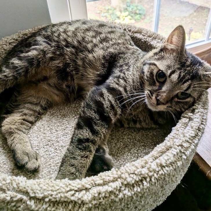 Elvis Tarkitty
