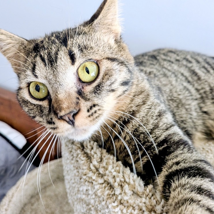 Elvis Tarkitty