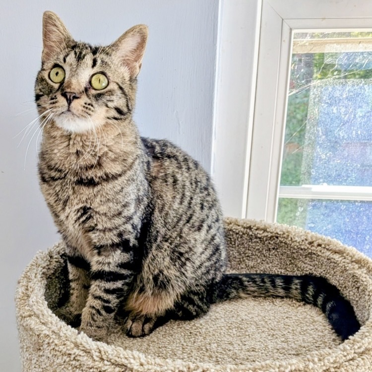 Elvis Tarkitty