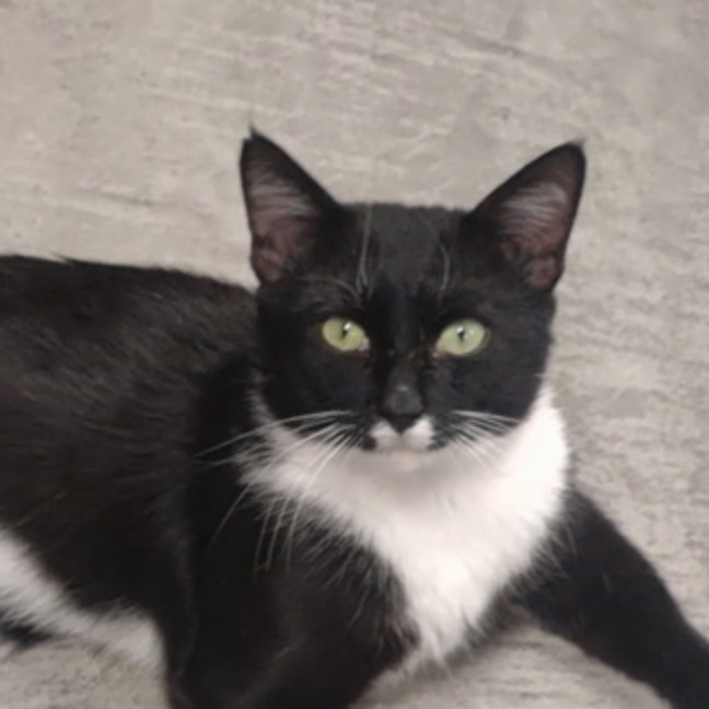 Happy Tarkitty