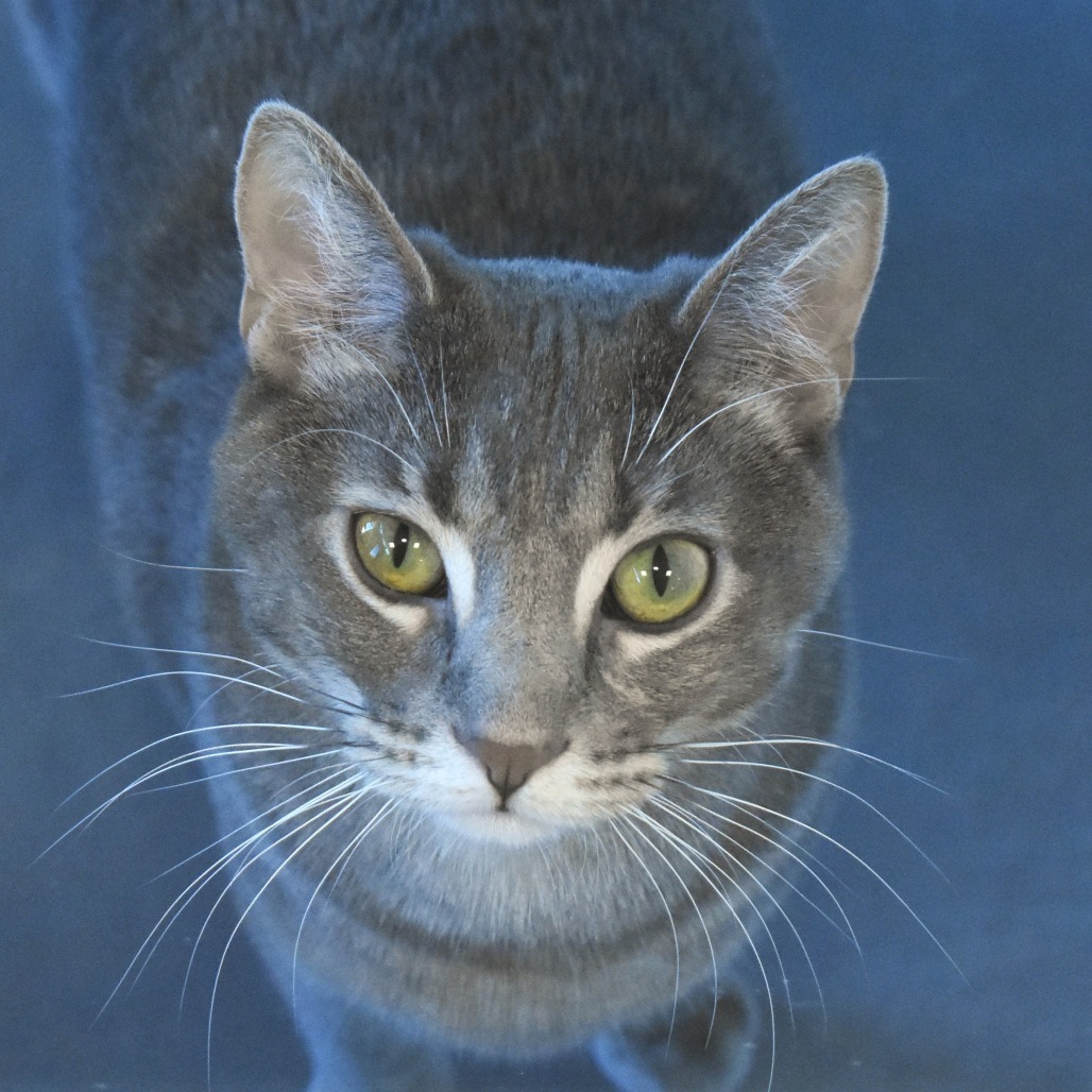 Xena, an adoptable Domestic Short Hair in Rifle, CO, 81650 | Photo Image 1