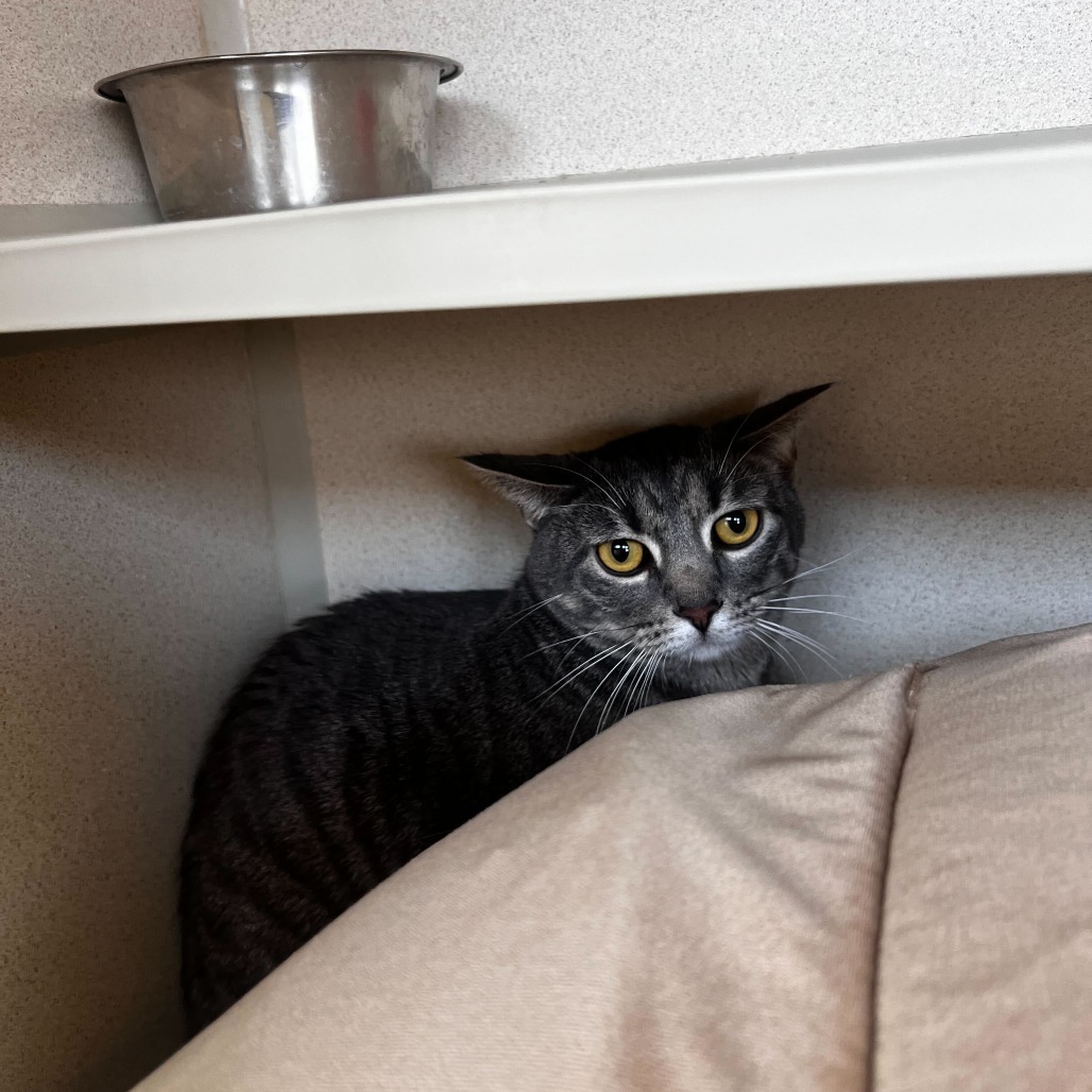 Xena, an adoptable Domestic Short Hair in Rifle, CO, 81650 | Photo Image 2