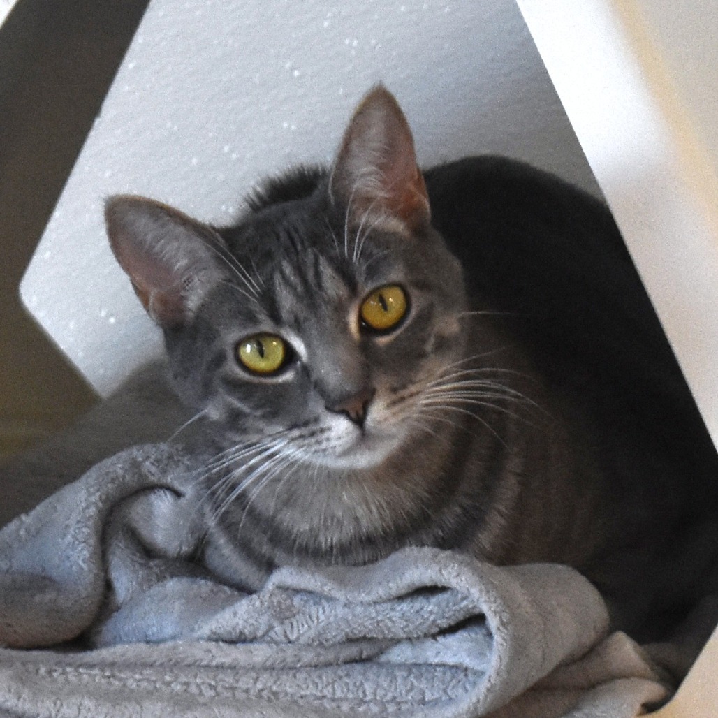Mara, an adoptable Domestic Short Hair in Rifle, CO, 81650 | Photo Image 1