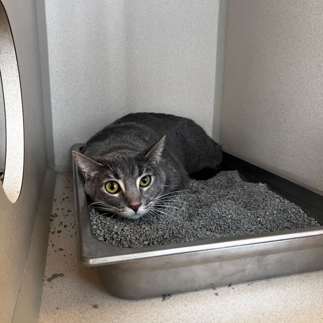 Mara, an adoptable Domestic Short Hair in Rifle, CO, 81650 | Photo Image 2