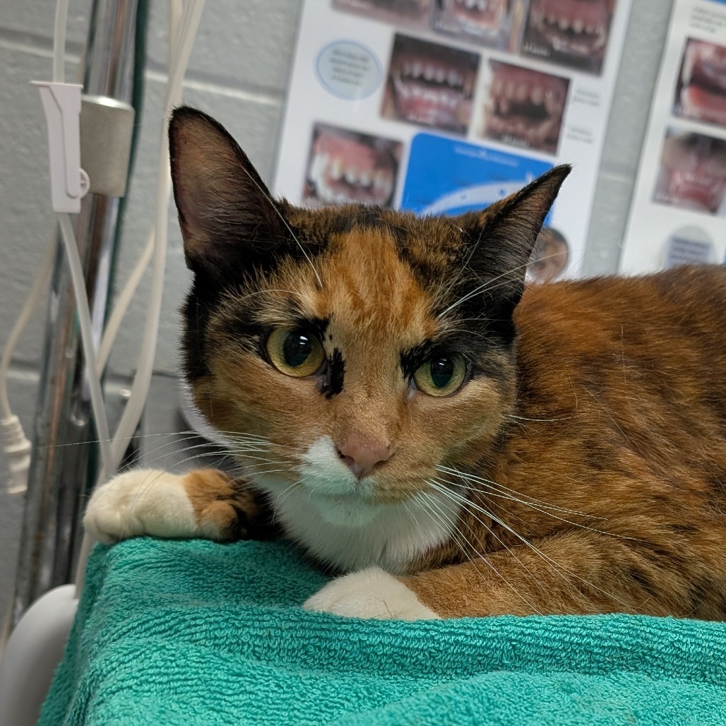 Callie O'Malley