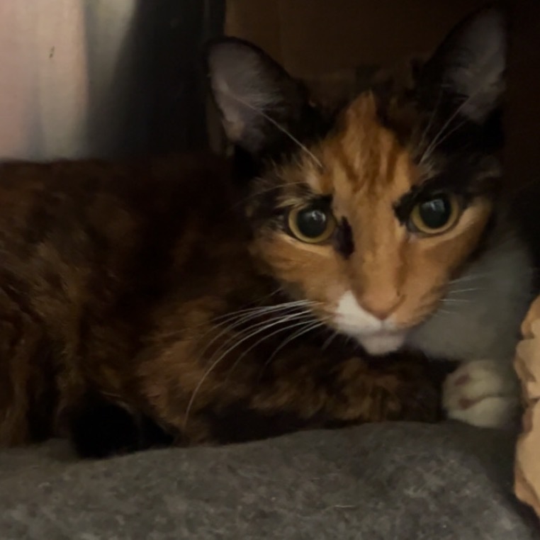 Callie O'Malley