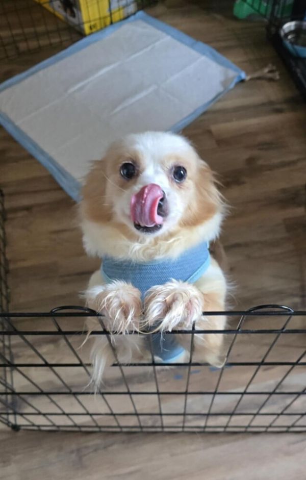 Peaches Jc thumbnail 2