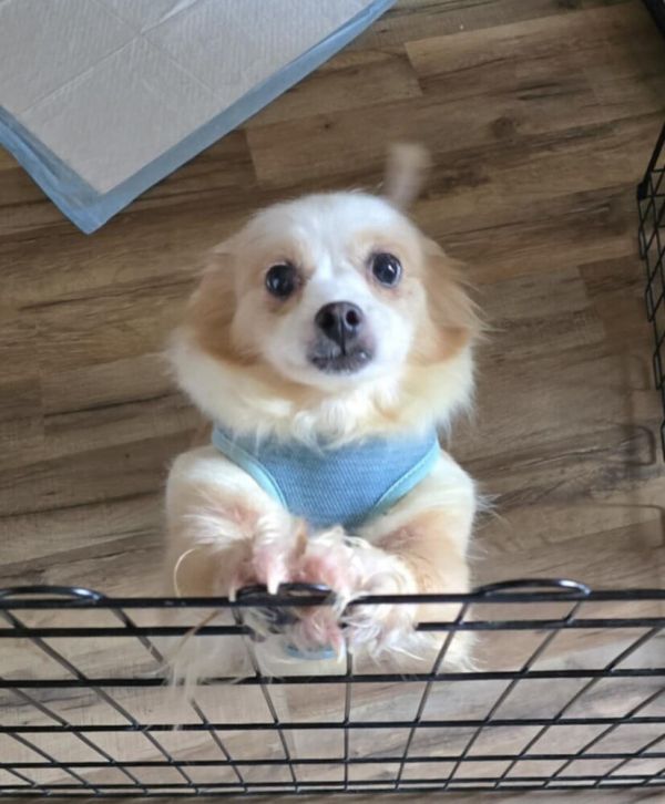 Peaches Jc thumbnail 4