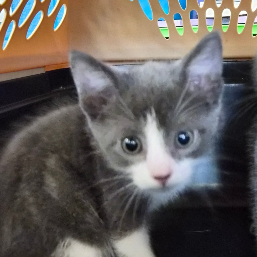 Cat for adoption - Ken, a Domestic Short Hair in Montgomery, AL | Petfinder