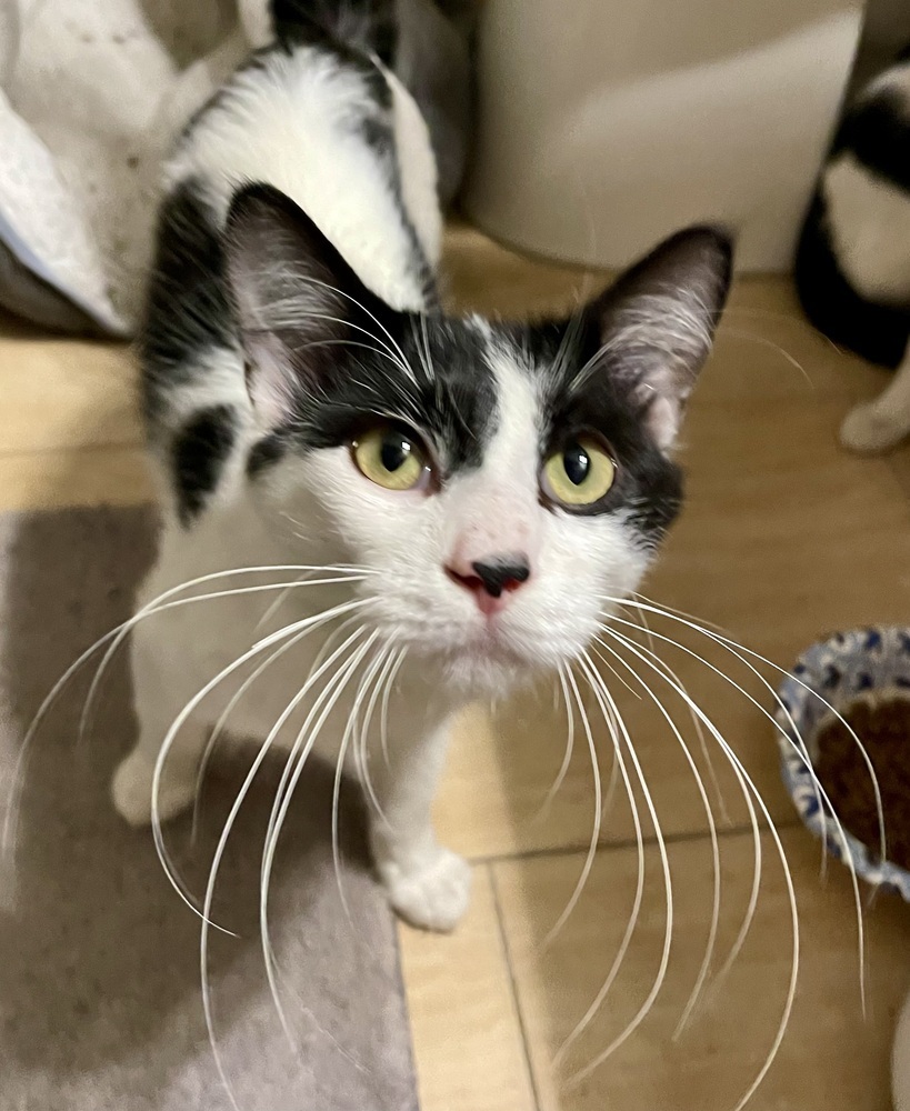 Wizard bonded pair with Izzy