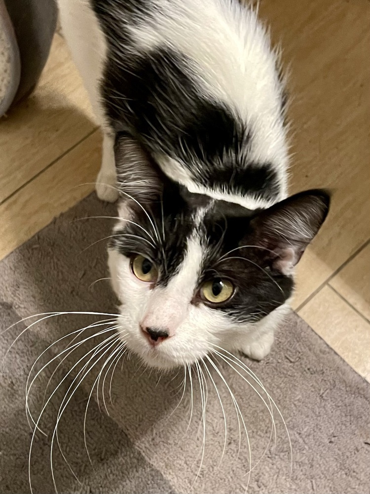 Izzy bonded pair with Wizard