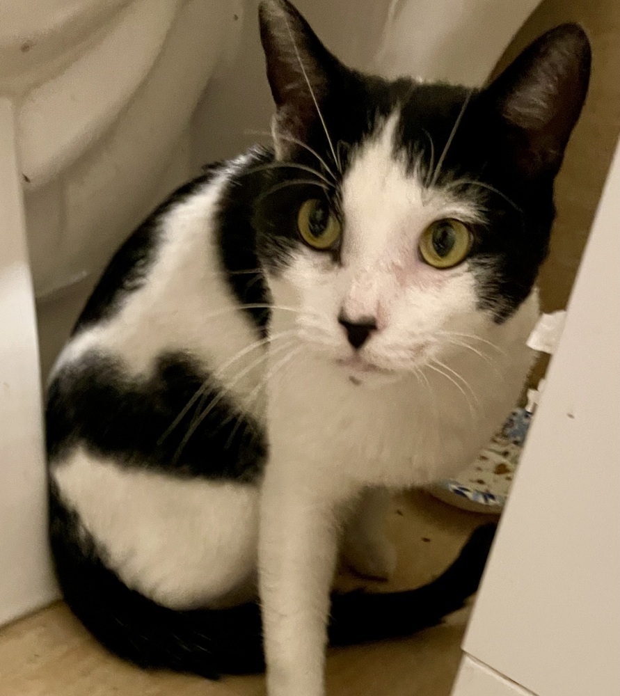 Izzy bonded pair with Wizard