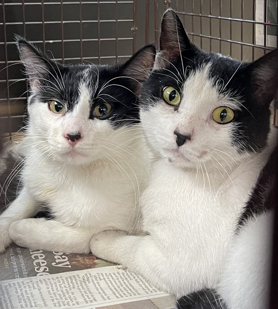 Izzy bonded pair with Wizard