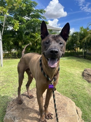 Thanos, an adoptable Thai Ridgeback, Mixed Breed in Honolulu, HI, 96826 | Photo Image 1