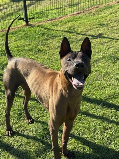 Thanos, an adoptable Thai Ridgeback, Mixed Breed in Honolulu, HI, 96826 | Photo Image 2