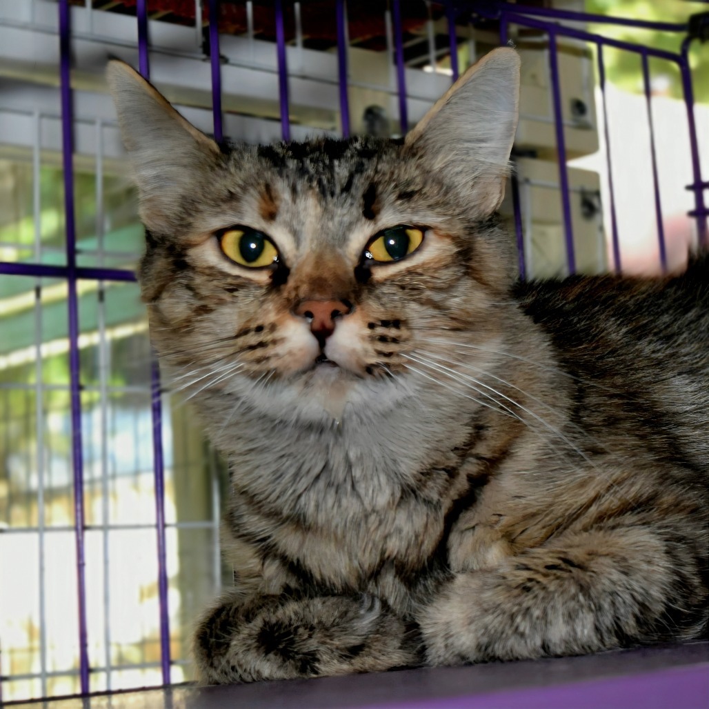 Cindy, an adoptable Domestic Medium Hair in Mount Shasta, CA, 96067 | Photo Image 1