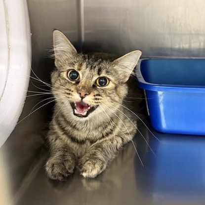 Cindy, an adoptable Domestic Medium Hair in Mount Shasta, CA, 96067 | Photo Image 2