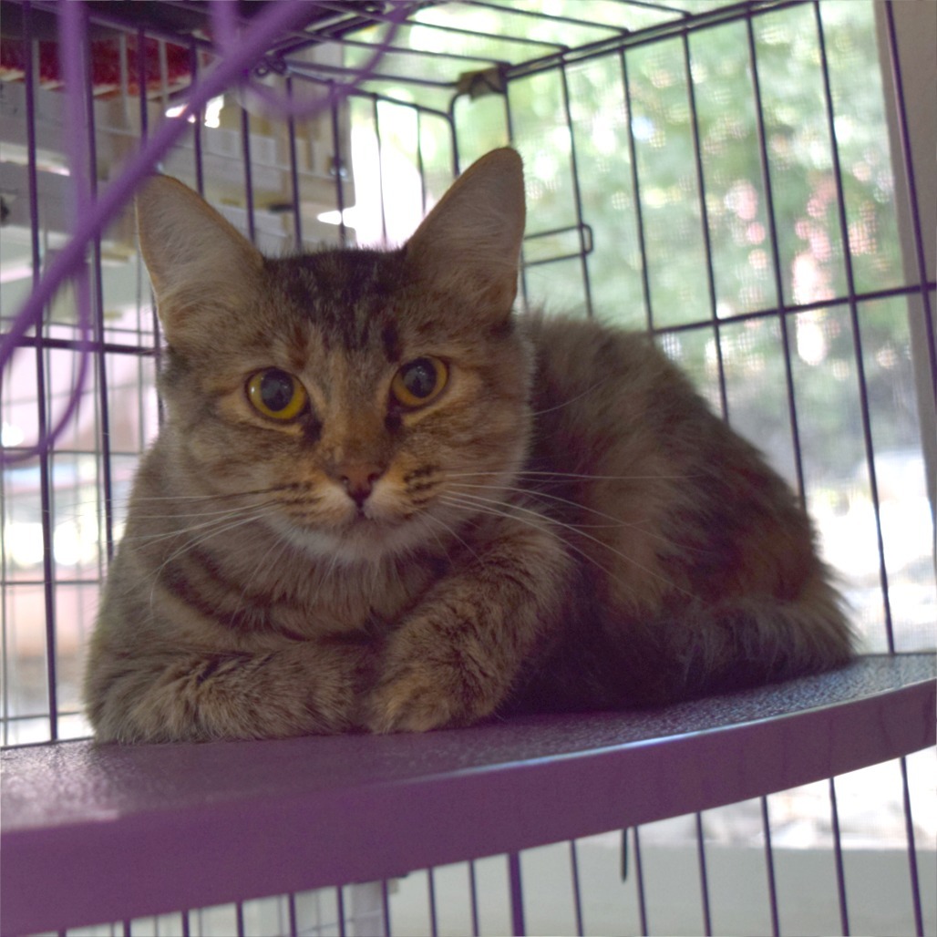 Cindy, an adoptable Domestic Medium Hair in Mount Shasta, CA, 96067 | Photo Image 3