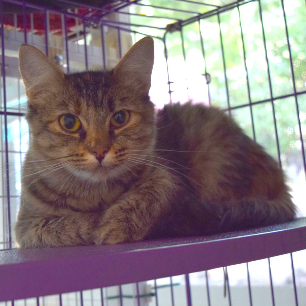 Cindy, an adoptable Domestic Medium Hair in Mount Shasta, CA, 96067 | Photo Image 4