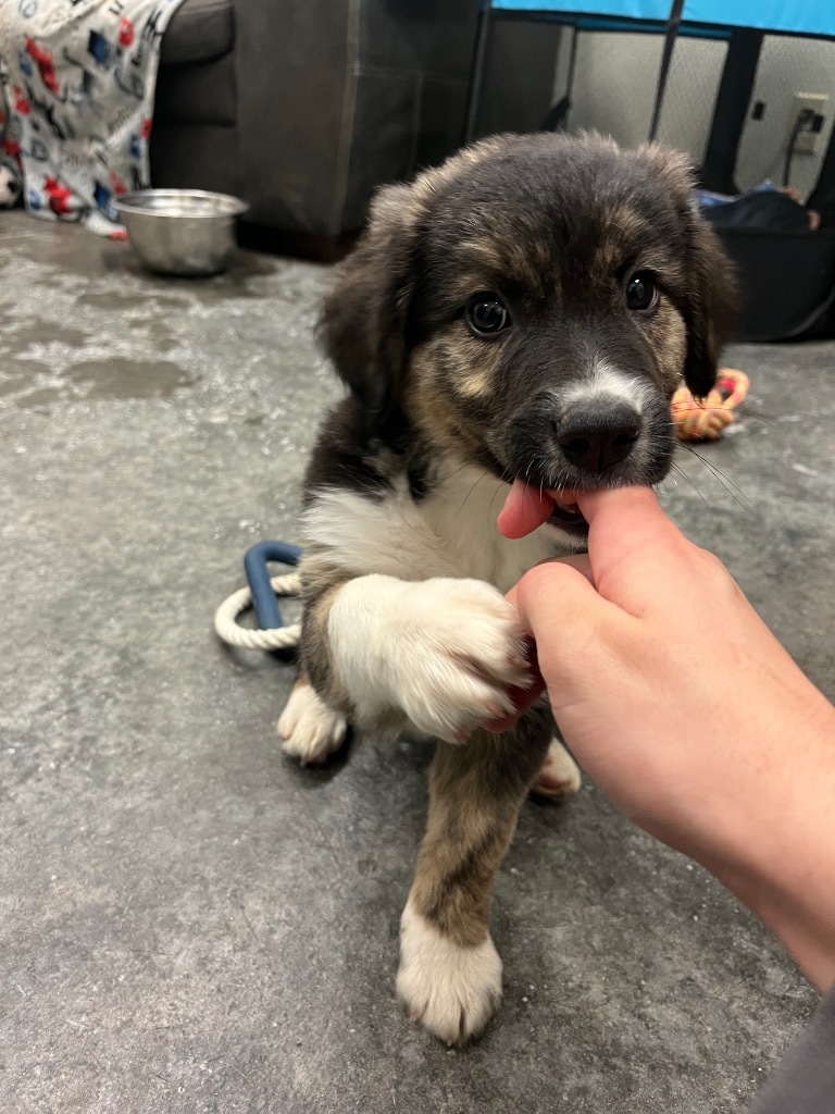 Cheeto