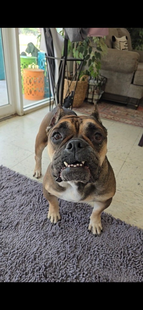 Dutchess thumbnail 2