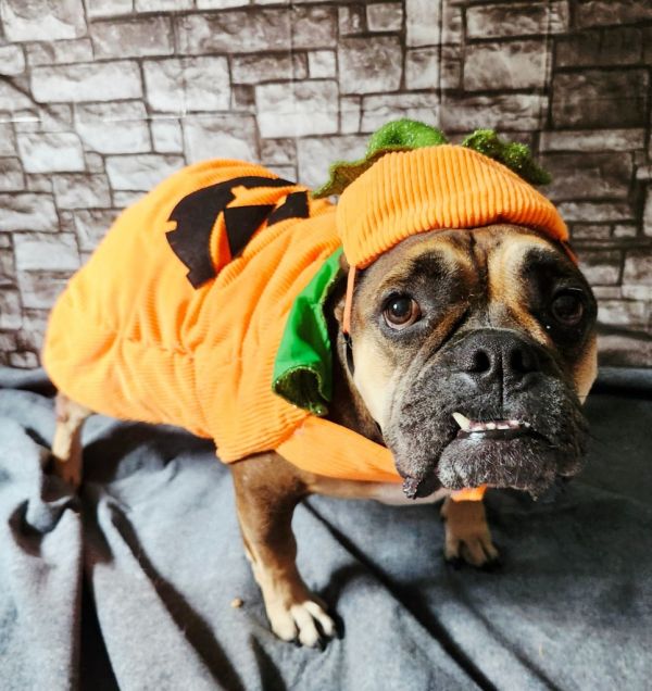 Dutchess thumbnail 3