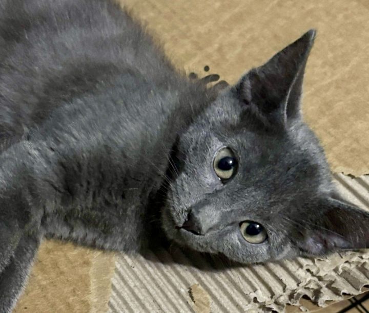 Venice bonded pair with Kingston 1