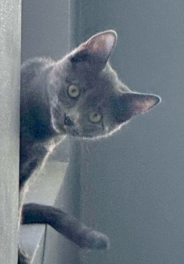 Venice bonded pair with Kingston 2