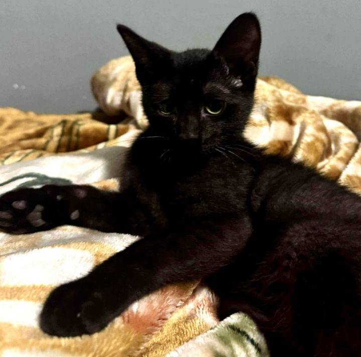 Venice bonded pair with Kingston 4